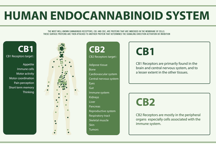 ECS System endocannabinoid system outline chart for cb1 and cb2