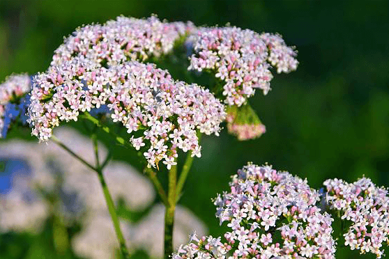 Valerian Extract (root)