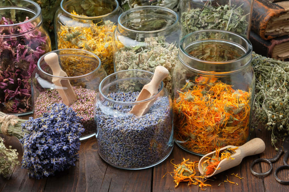 The History of Plant Medicine & Human Botanicals