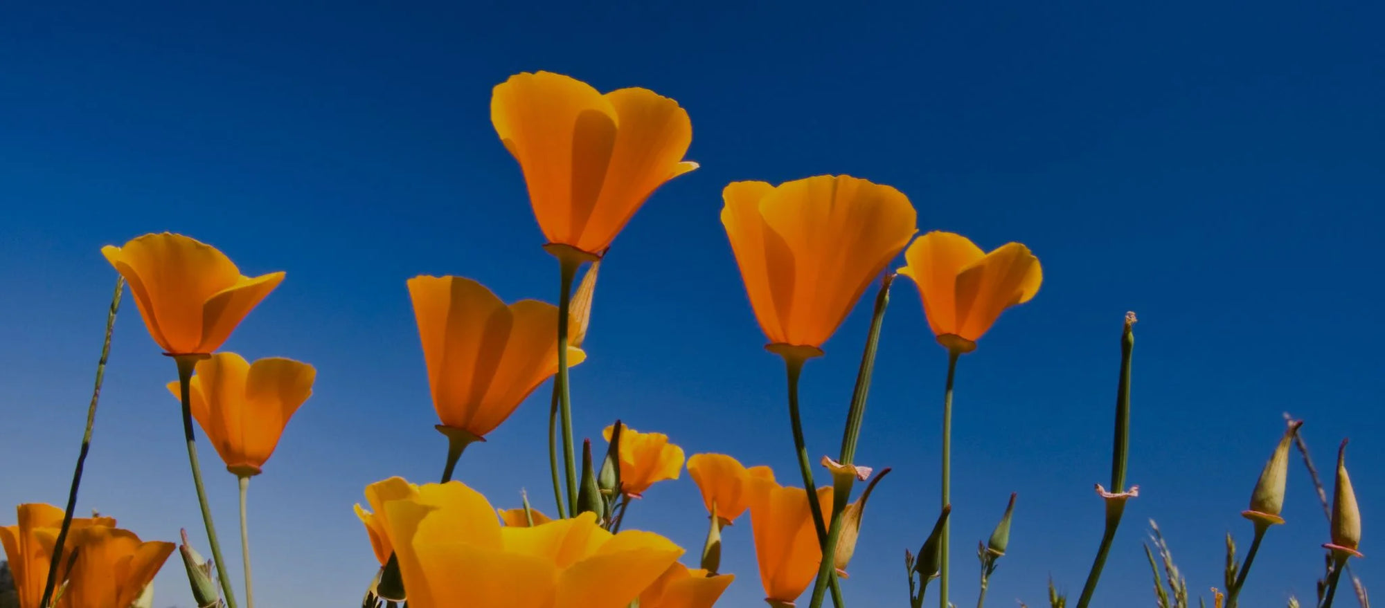 Exploring the Health Benefits of California Poppy Seed Extract