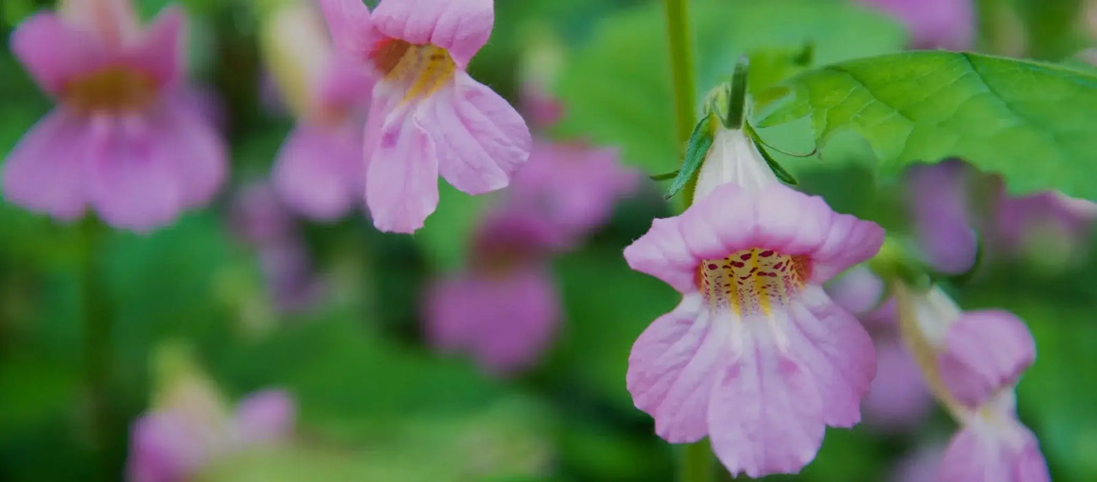 The Health Benefits and Uses of Rehmannia Glutinosa