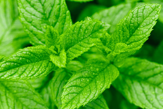Mint