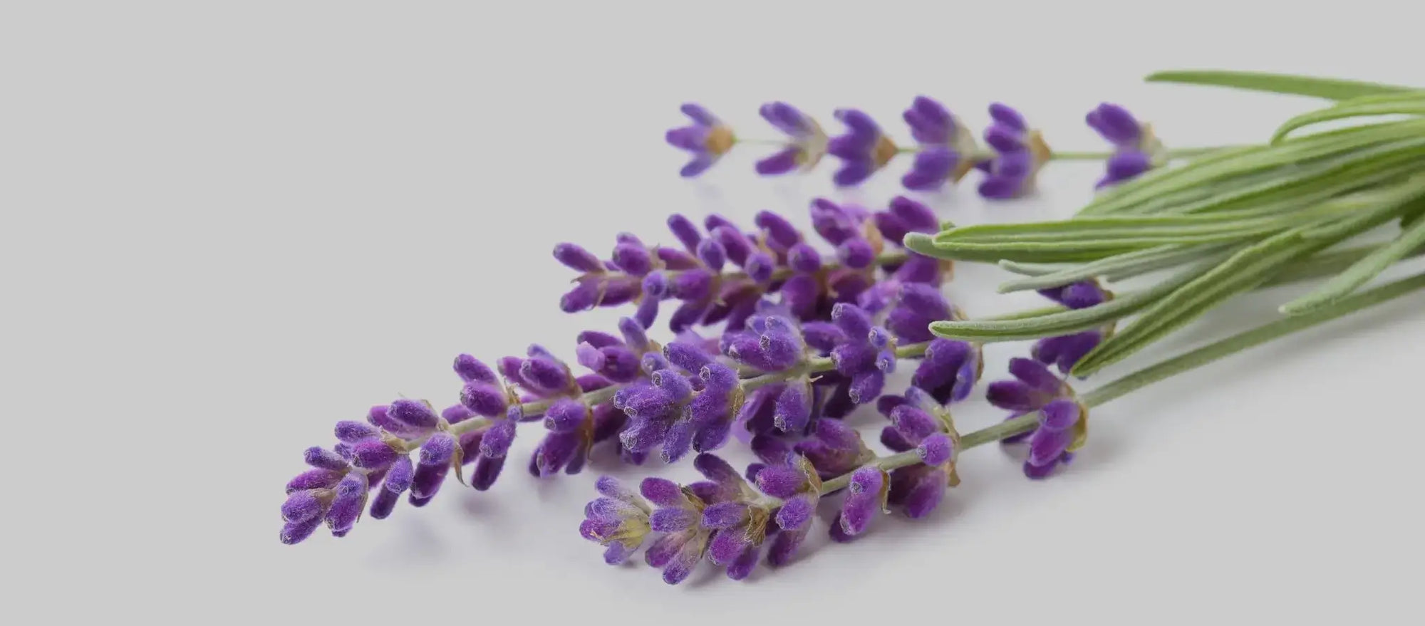 Calming lavender and using purple lavender for anxiety