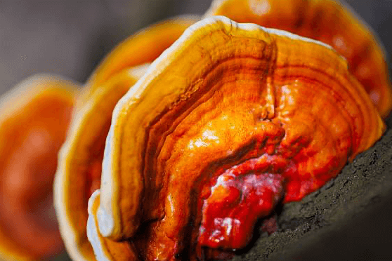 reishi mushroom supplement to help immunity