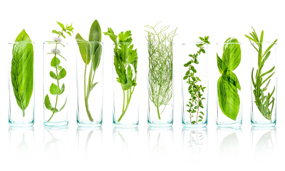 11 Botanicals and Herbs to Support Your Well-being!