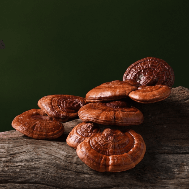 reishi mushrooms can help treat anxiety here are some reishi mushrooms