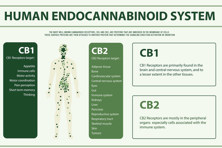 ECS System endocannabinoid system outline chart for cb1 and cb2