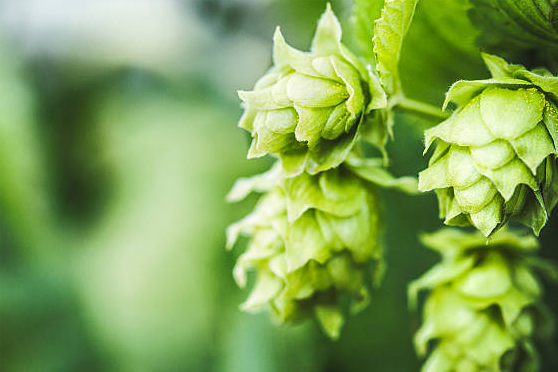 hops supplement flower humulus lupulus