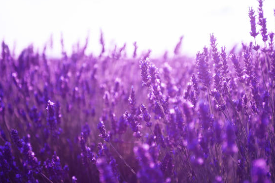 lavender extract fields that are purple to make essential oils and more
