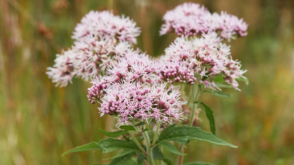 valerian root extract flower