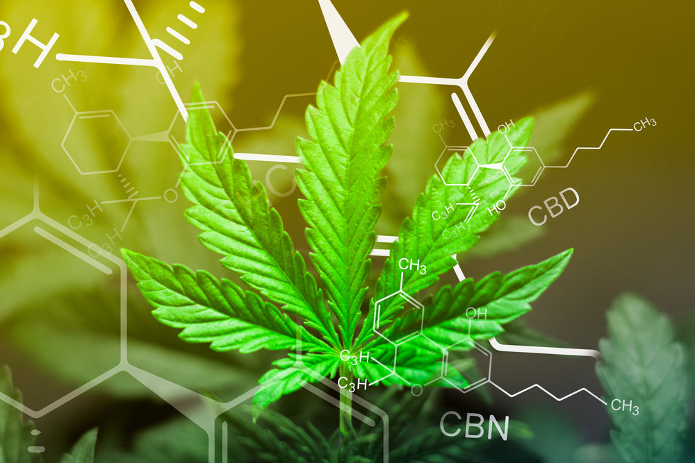 CBN vs CBD vs CBG — Your Guide To Cannabinoids 