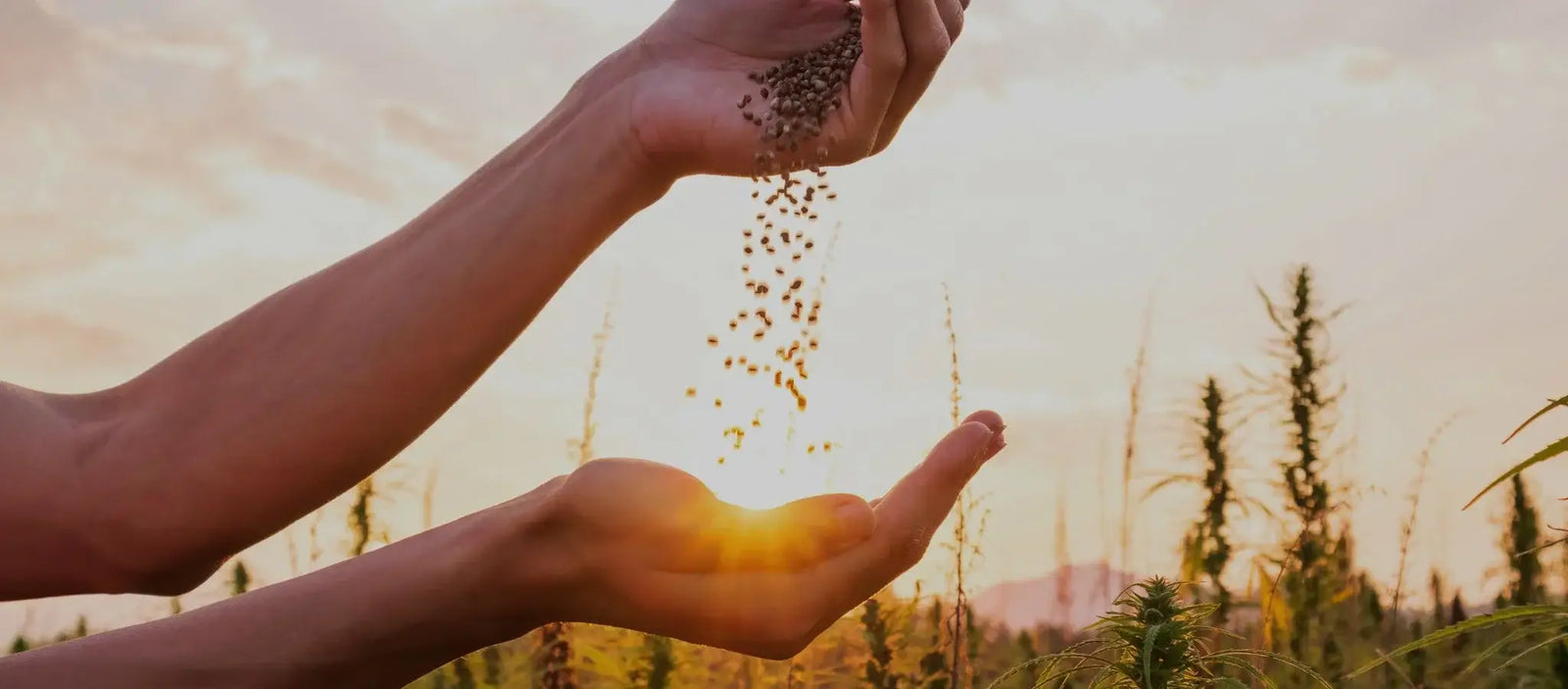 Differences Between Hemp, Cannabis & Marijuana Explained