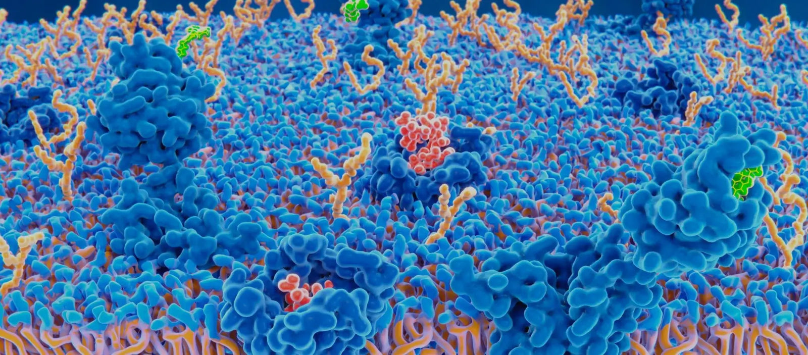 The Endocannabinoid System and How It Works